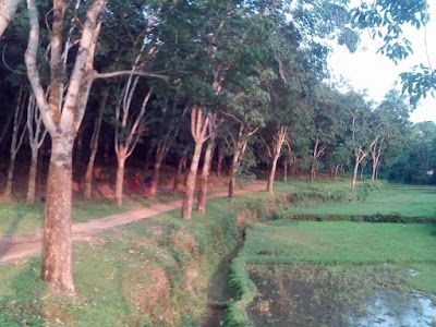 Photos of Rebati tea stalls