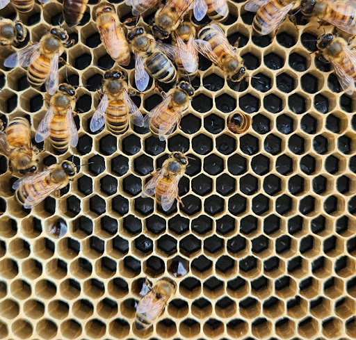 Eclectic Bee Farm - Thumbnail