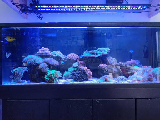 Smayda Aquatics - Thumbnail