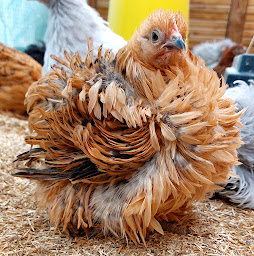Photo n°16 de Les Poules à Jeannot à Lantignié (Élevage de volailles)