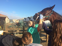 Dentiste Equin Bruno Souchal à Saint-Maximin-la-Sainte-Baume