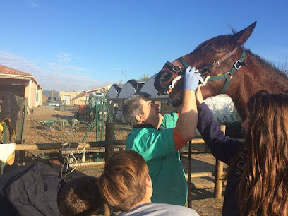 Dentiste Equin Bruno Souchal