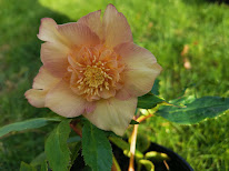 Vallonchêne à Sommery