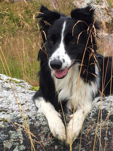 Sensory Garden for dogs Coach - Thumbnail
