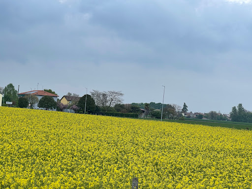 Francolino - Visual