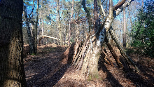 Forêt Domaniale du Trait Maulévrier France