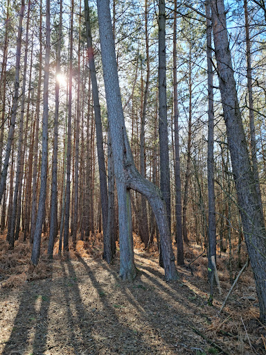 Forêt Domaniale de Rambouillet - Thumbnail