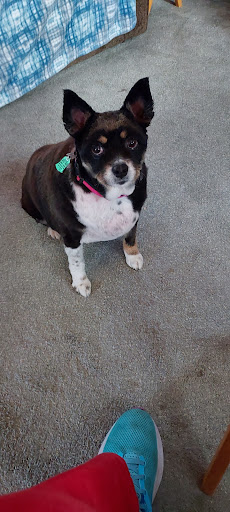 Heidi's Pet Grooming - Thumbnail