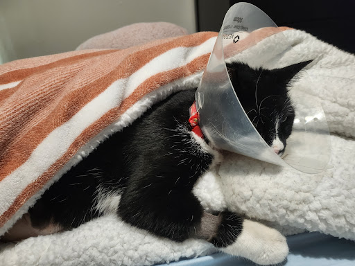 VCA Mueller Pet Medical Center - Thumbnail