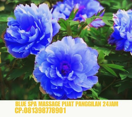 Cewe cewe BLUE SPA MASSAGE PIJAT PANGGILAN 24JAM JAKARTA, Author: Cewe Cewe BLUE SPA Pijat Panggilan 24 Jam UNTUK HOTEL&APARTEMENT DKI JAKARTA