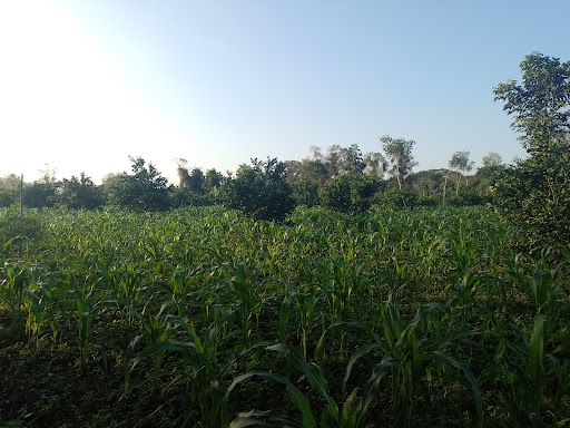 cuayahual - Thumbnail