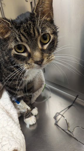 Middletown Animal Hospital: Velazquez Francisco DVM - Thumbnail