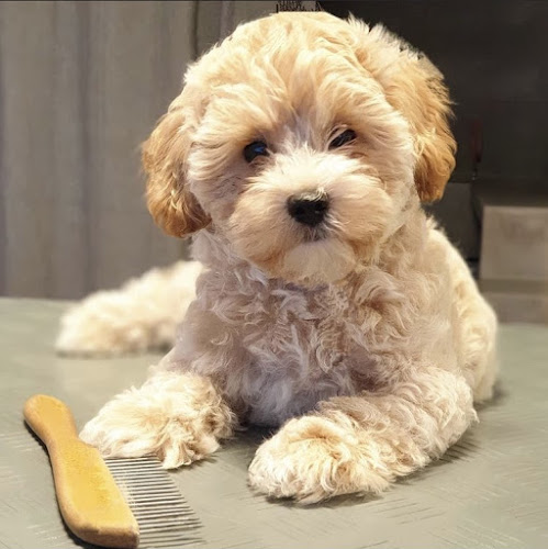 Hundesalon Kleine Helden