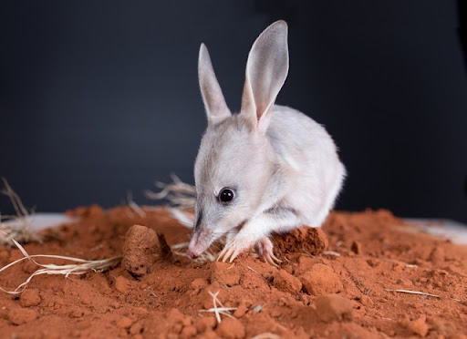 Save The Bilby Fund