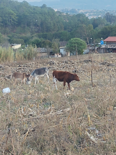 Rancho los" fresnos " de Fernando López Reyez