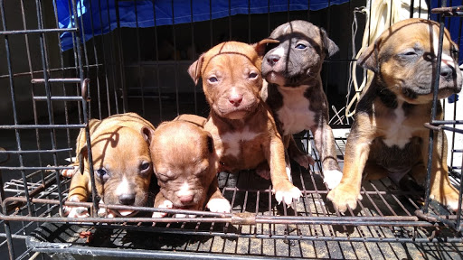 Veterinaria y Acuario My Pet's