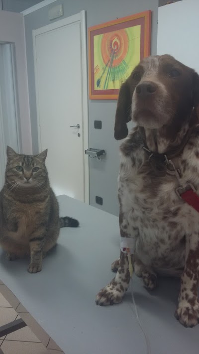 Photos of AMBULATORIO VETERINARIO Copparoni Dott.ssa Cecilia con servizio TOELETTATURA