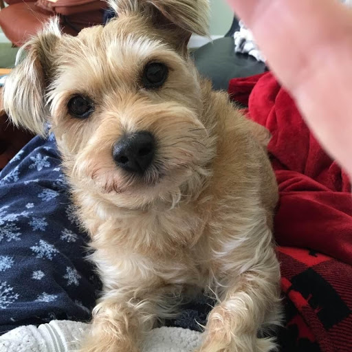 Manlius Groomery - Thumbnail