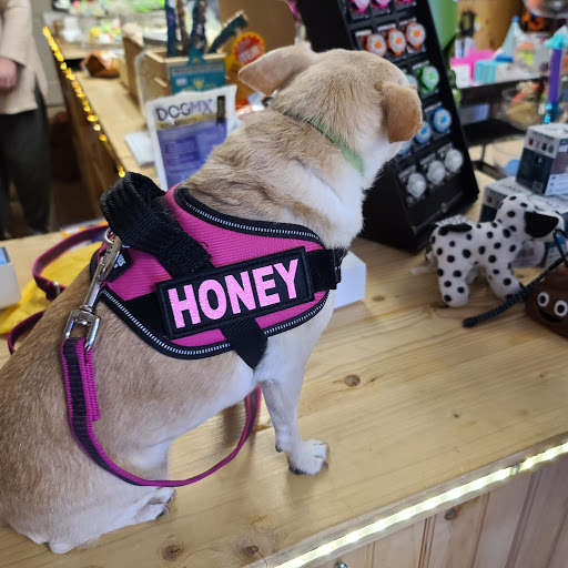 The Lucky Pupp - Thumbnail