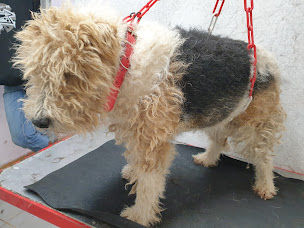 Photo n°1 de L'esthétichien à Melgven (Garde d'animaux de compagnie)