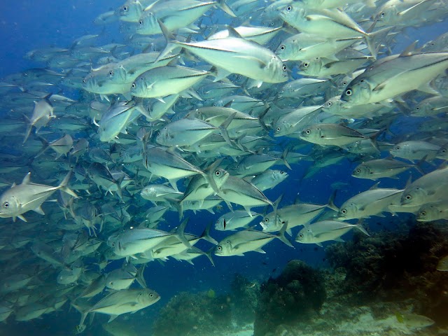 Equation Dive & Travel