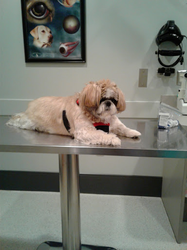 Veterinary Eye Care - Thumbnail