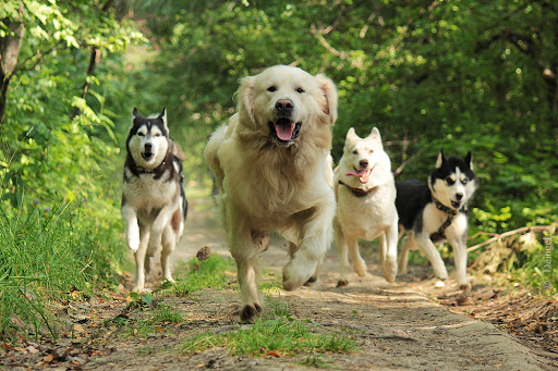 C&J Pet Supplies