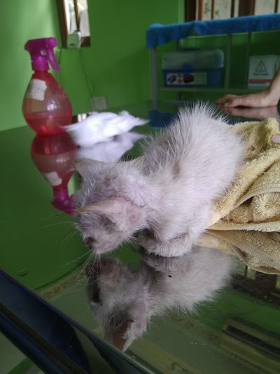 Photos of Phnom Penh Animal Welfare Society (PPAWS)