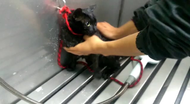 Opinii despre Veterinaria Diverpet în Los Olivos - Veterinario