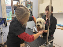 Michelle’s Groom Salon & School plus Yes You Chien à Saint-Lézer