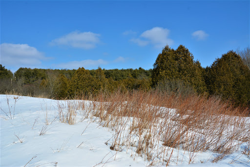 Glen Major Forest - Thumbnail