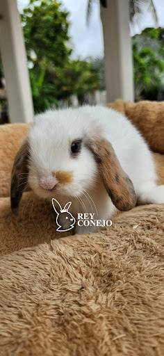 Rey Conejo