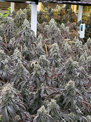 Photo of Northern Euphoria