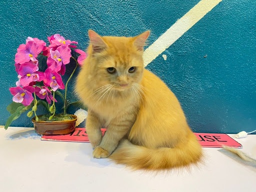 Whiskers Pet House Kampung Raja ( HQ )