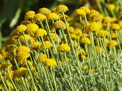 Zeytinburnu Medicinal Plant Garden