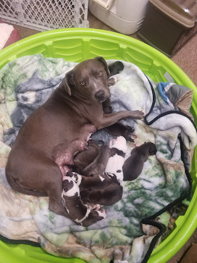 Voice for Animals Rescue and Sanctuary - Thumbnail