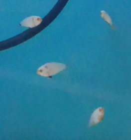 Hunter Valley Clownfish - Thumbnail