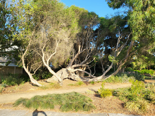 Waratah Street Reserve - Thumbnail