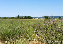 Au Coeur du Shiatsu à Sault