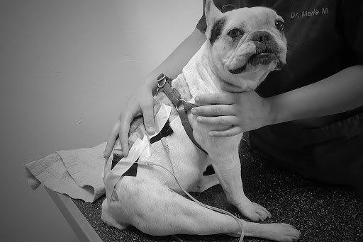 Photo de Canino terre Happy à Cormeilles (27260)