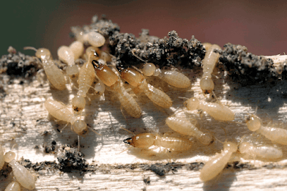 TERMITAS Y CARCOMA | ODANAFUSTA