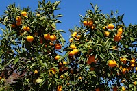 パイロット松下農園(みかん農園)