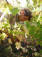 Domaine Mélaric - Hillaire Aymeric à Doué-en-Anjou