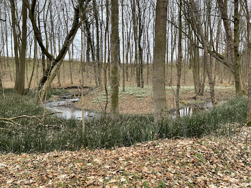 Märzenbecher-Wald - Visual