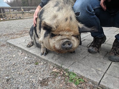 Farmland Animal Park