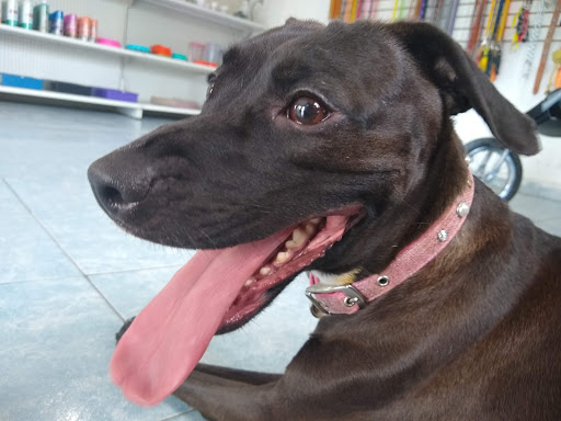 Veterinaria Cepeda Gallery - Mexico