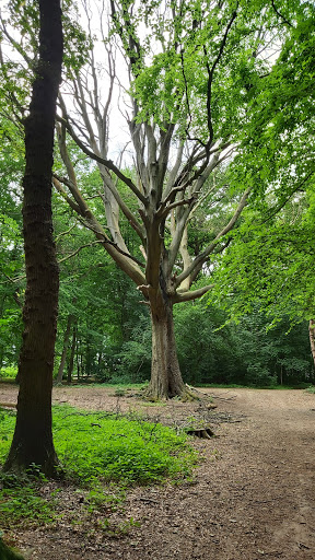 Parc de la forêt de Montgeon - Thumbnail