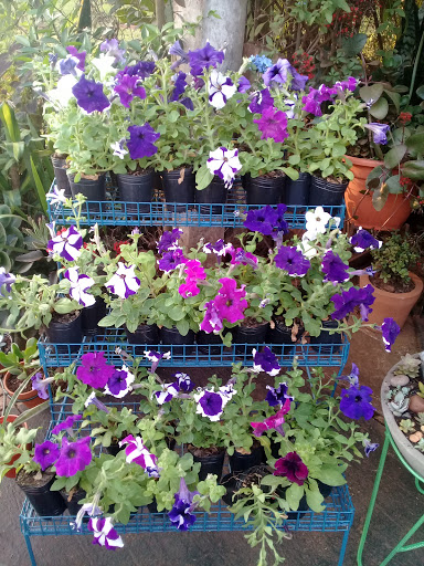 Vivero del Valle - Foto 1