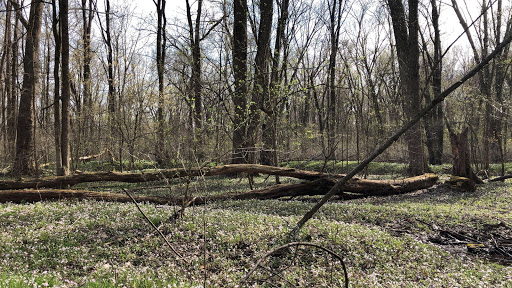 Dowagiac Woods - Thumbnail