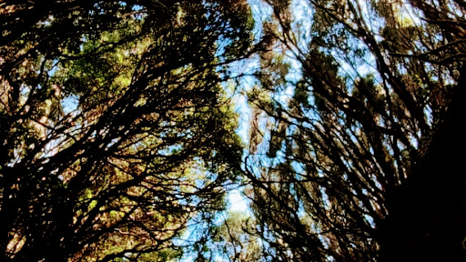 Canaris Maison inmobiliaria